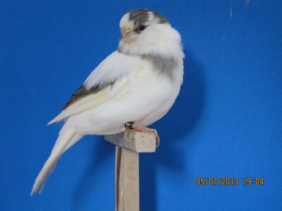 Kanarki - Glostery