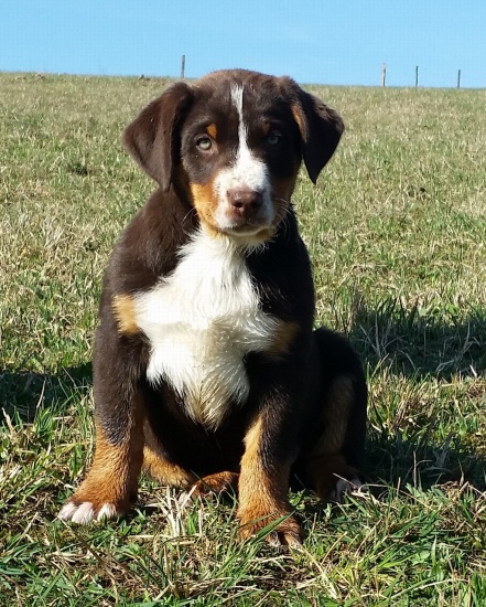 Appenzeller cattle dog puppies with FCI pedigree