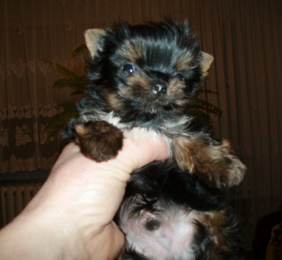 yorkshire terrier miniatura samiczka i samczyk