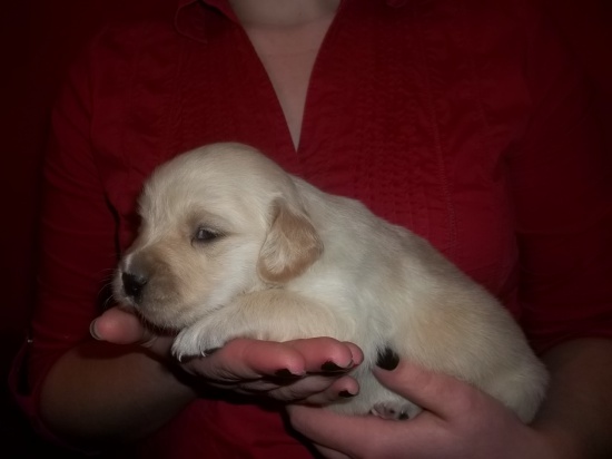 Golden Retriever szczeniaki z rodowodem ZKwP