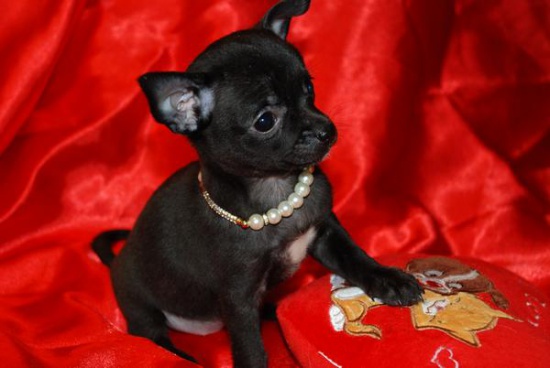 Chihuahua piękne szczeniaki.
